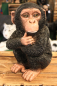 Preview: Schimpanse, sitzend *AUSVERKAUFT*
